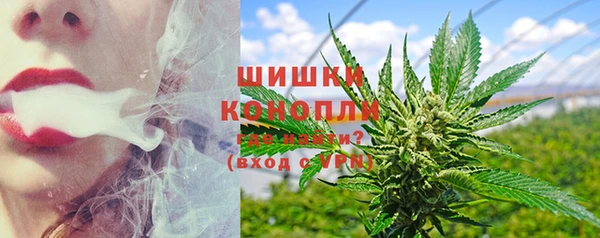 сатива Беломорск