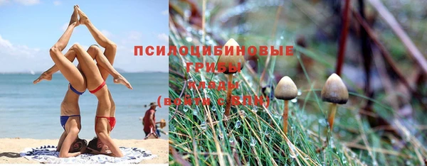 сатива Беломорск